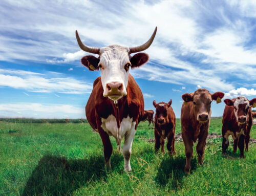 Free Range Cattle Farming